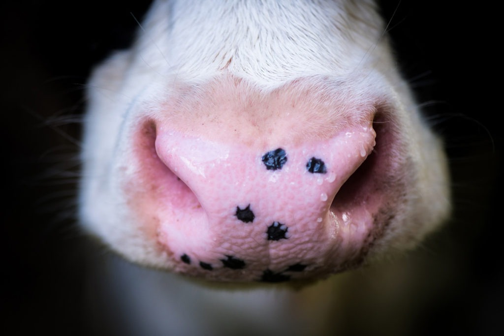 detail pink mouth of cow with black spots - happy moments!