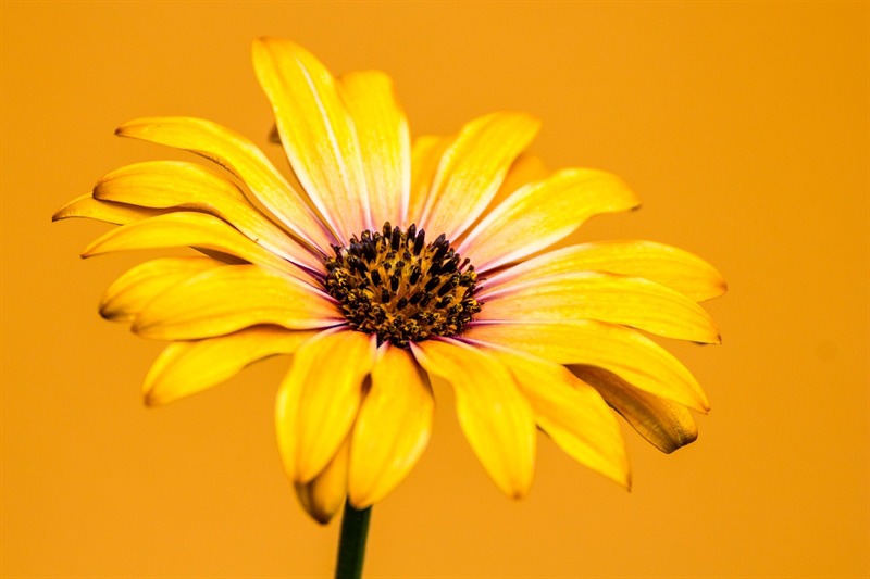 monochromatic flower picture flora online course